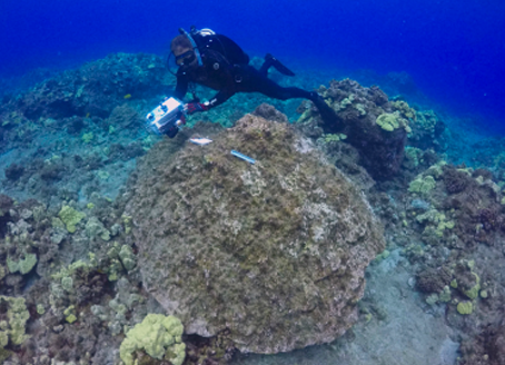 Scuba diver underwater at a reef